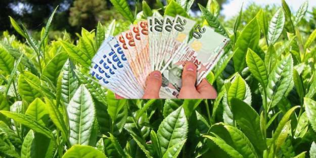 2019 Yaş &Ccedil;ay Kilo Fiyatı Toplam 3,03 TL Oldu