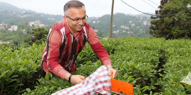 Vali Kemal Çeber, Çay Sezonu Açılışında Çay Hasadı Yaptı