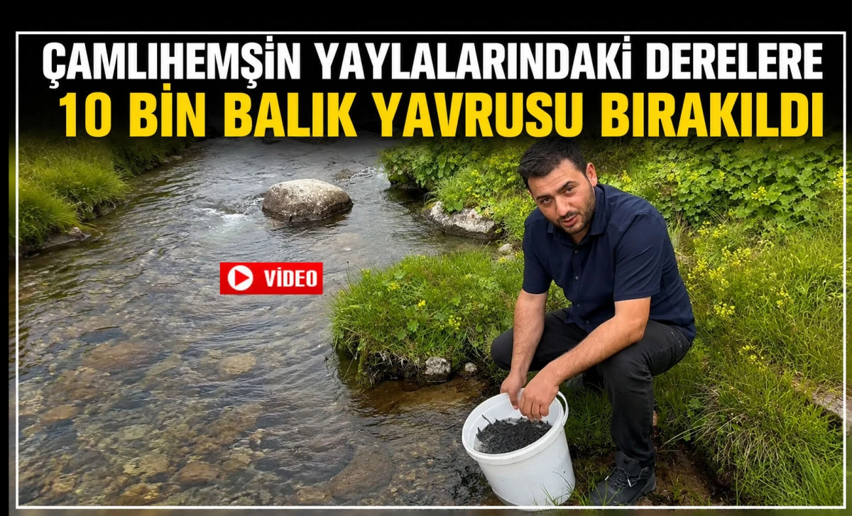&Ccedil;amlıhemşin Yaylalarındaki Derelere 10 Bin Balık Yavrusu Bırakıldı