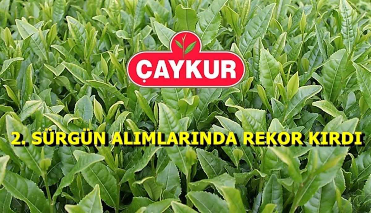 ÇAYKUR’da 2025 Yaş Çay Kampanyasında 2. Sürgün Sona Erdi