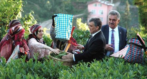 Cumhurbaşkanı Gül, Rize'de Çay Topladı