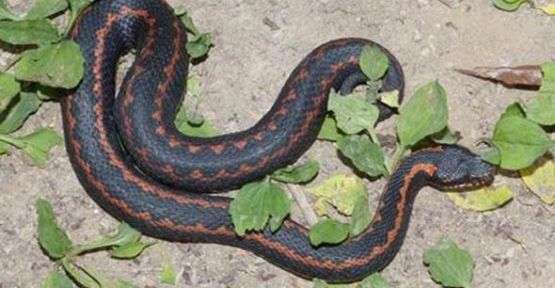 Doğu Karadeniz'de Biyokaçakçılıkla Mücadele 