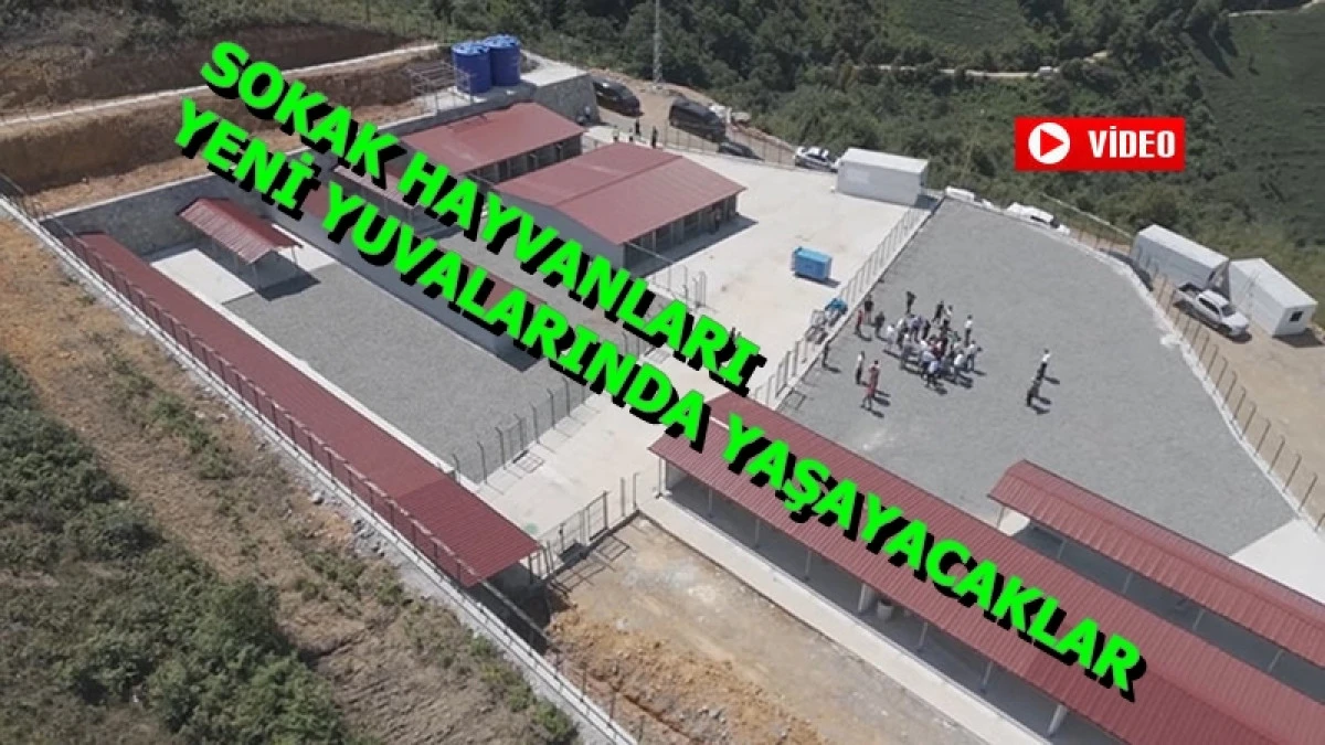 Fındıklı’daki Sokak Hayvanlarının Yaşam Alanı Tamamlanıyor