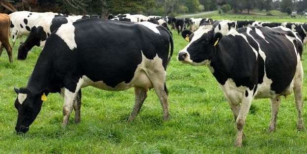 Hayvancılığa Yüzde 80 Hibe Desteği