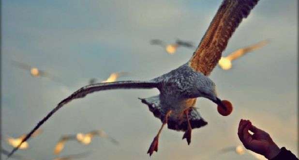 ISPANAK BALIKÇISI-ÖYKÜ