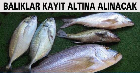 Karadeniz'de Balıklar Kayıt Altına Alınacak