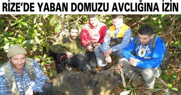 Karadeniz'de yaban domuzu avcılığına izin
