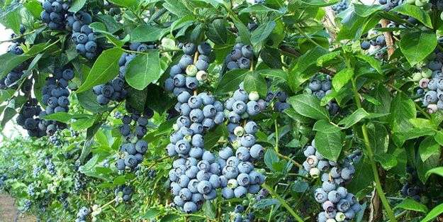 Osmanlı'nın İhraç Ettiği “Likapa Çayı“ Yeniden Üretilecek