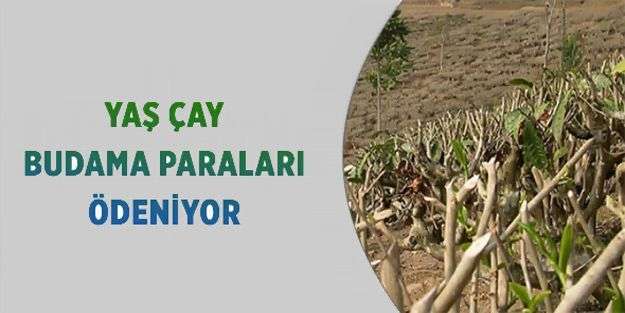 Yaş çay budama bedelleri Ödeniyor