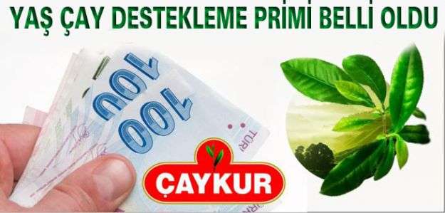 Yaş Çay Destekleme Primi13 Kuruş Oldu