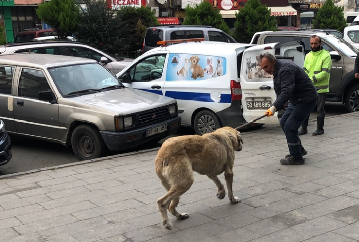 Pazar'da Sahipsiz Sokak Köpekleri Toplanıyor